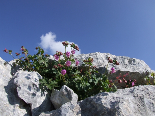 Geranium macrorrhizum / Geranio crestato